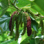 Mulberry Tree Live Plant 5 to 8 Inch Tall, Everbearing Mulberry Bush Live Plant, Mulberry Plant Live (Pakistan Mulberry)