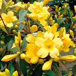 2 Yellow Jasmine Plant Live, Jasmine Flower Plants, 5 to 7 Inc