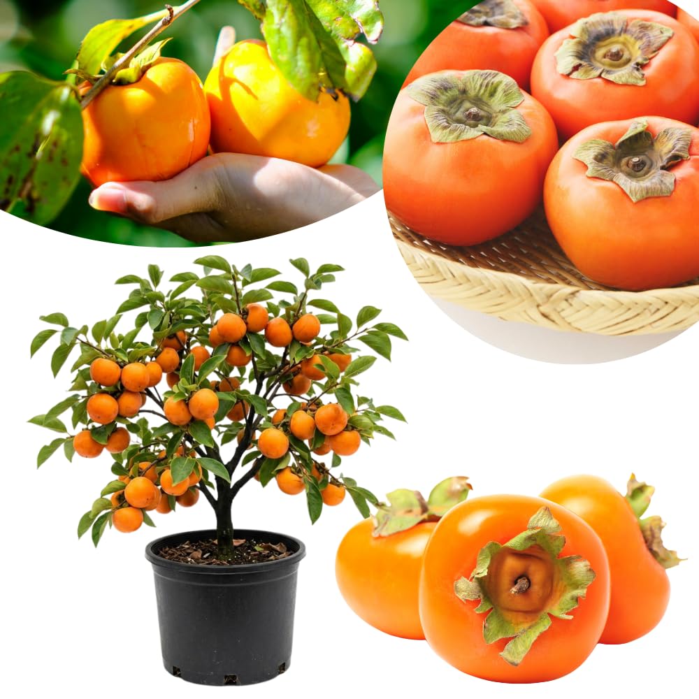 Persimmon Tree Seedling, 1-2 Ft Tall