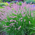 2 Fountain Grass Plants Live, 5-9 Inch Tall Ornamental Grass Live Plants for Landscaping and Garden Borders (Rose Fountain Grass)
