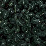 Pack 2 Black Velvet Alocasia Live Plant for Planting, Indoor Houseplant Alocasia Plant Live, 5 to 7 Inc Tall, Bare Root, Alocasia Colocasia Taro Plant for Ornamental Plants