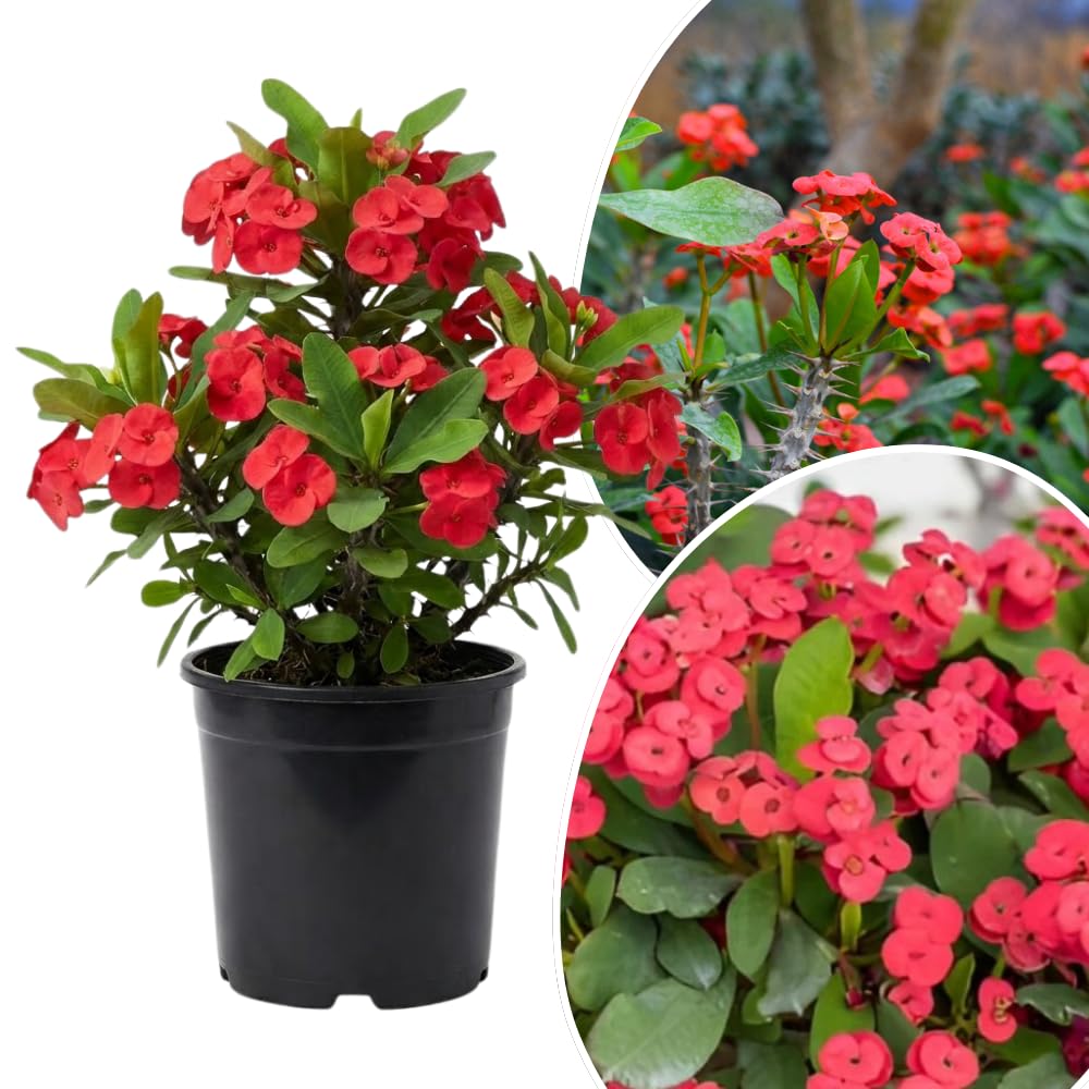 Set 2 Red Euphorbia Milii Plants, Crown of Thorns Live Plant, 5-8 Inc Tall, Hardy Euphorbia Flowering Houseplants