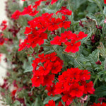 Pack 6 Red Perennial Verbena Plants, Red Verbena Live Plants, Verbena Flower Trailing Plants Live for Planting, Red Verbena Plants in Zones 7 to 11