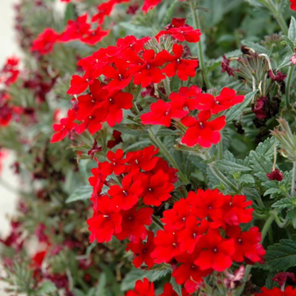 Pack 6 Red Perennial Verbena Plants, Red Verbena Live Plants, Verbena Flower Trailing Plants Live for Planting, Red Verbena Plants in Zones 7 to 11
