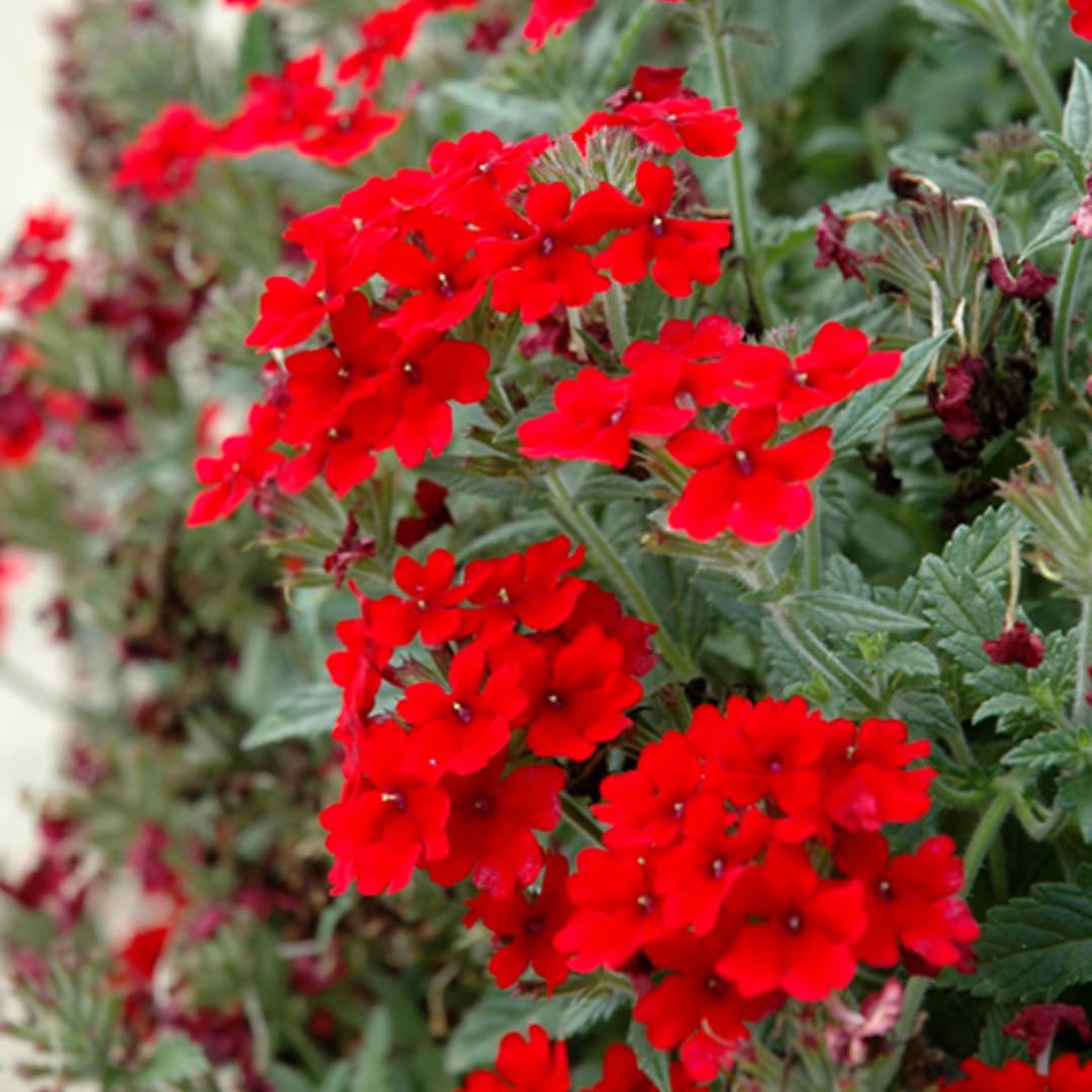 Pack 6 Red Perennial Verbena Plants, Red Verbena Live Plants, Verbena Flower Trailing Plants Live for Planting, Red Verbena Plants in Zones 7 to 11