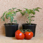 Bigbeef Tomato Plants, Red Tomato Plants Live for Planting, 4-6" Tall Vegetable Plant Seedings