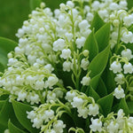 10 Lily of the Valley Bulbs, Sweet-Scented Spring Flowers, White Lilies Flower Bulbs for Planting