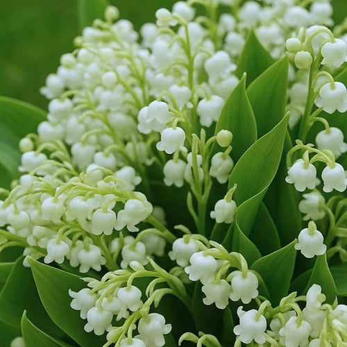 10 Lily of the Valley Bulbs, Sweet-Scented Spring Flowers, White Lilies Flower Bulbs for Planting