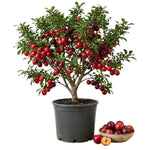 Cherry Plum Tree Live Plant, Plum Fruit Tree Plant, 2-3 Ft Tall