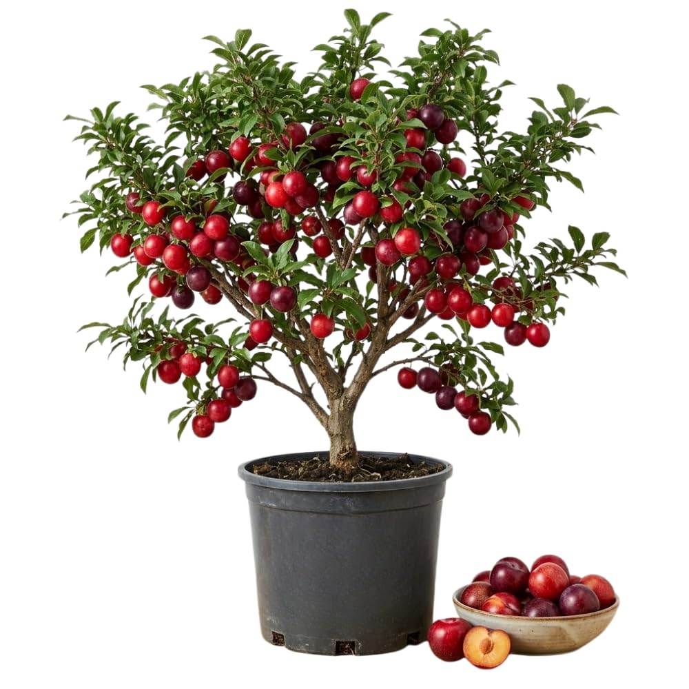 Cherry Plum Tree Live Plant, Plum Fruit Tree Plant, 2-3 Ft Tall