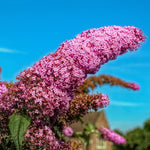 Butterfly Bush Plant Live, Perennial Buddleia Bushes Ready to Grow Outdoor 4-8 Inches (Pink Buddleia)