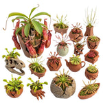 Mix of 6 Pitcher Plant Nepenthes, Green, Red Fly Trap Live Plants, Easy to Grow Tropical Collection, Starter Size, Each Type 2 Plants