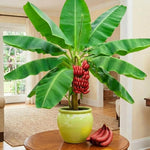 Red Banana Plant Tree Live, Cold Hardy 4-7" in Tall, No Pot, Outdoor Spring Planting, Rare and Sweet Banana Plants