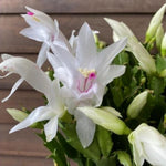 Live White Christmas Cactus Live Plant 4–6 Inches Tall, Winter Blooming False Thanksgiving Cactus Well Rooted, Flowering Houseplant for Home and Office