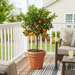 Mandarin Orange Tree Live Plant, 2 Years Old Clementine Tree, Well Rooted in 1 Gallon Pot, 1-2 Feet Tall, Fragrant Citrus Trees for Patio and Outdoor Garden