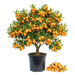 Meiwa Kumquat Tree Live Plant for Planting, Sweet Kumquat Fruit Tree 1 Gallon Pot, Citrus Fruit Plant, Suitable Patio and Garden