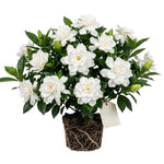 Frostproof Jasmine Live Plant – Sweetly Fragrant White Flower Vine, Fragrant Indoor & Outdoor 4-6” Tall Decorative Plant