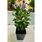 Laurus Nobilis Bay Leaf Trees Live Plants, 5-9 Inc Bay Laurel Sweet Bay Live Plant for Planting, Fragrant Bayleaf Tree, No Pot, Well-Rooted Plant Live