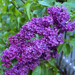 2 Pots Lilac Live Shrub Plant, Hardy Fragrant Flowering Bush for Outdoor Planting, 6-12 Inch Tall (Purple)