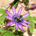 Lavender Passion Flower Plant Live, Passiflora Flowering Vine, Trailing Passion Flowers 4 to 8 Inch Tall