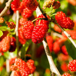 Mulberry Tree Live Plant 5 to 8 Inch Tall, Everbearing Mulberry Bush Live Plant, Mulberry Plant Live (Red Mulberry)