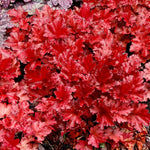 2-Pack Live Heuchera Coral Bells Plants, Bright Orange to Red Leaves, Vibrant Indoor Outdoor Planting