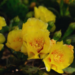 Green Prickly Pear Cactus Plant Live, 4 Inch Potted, Prickly Pear Cactus Plant, Hardy Succulent Cactus for Indoor or Outdoor Decoration