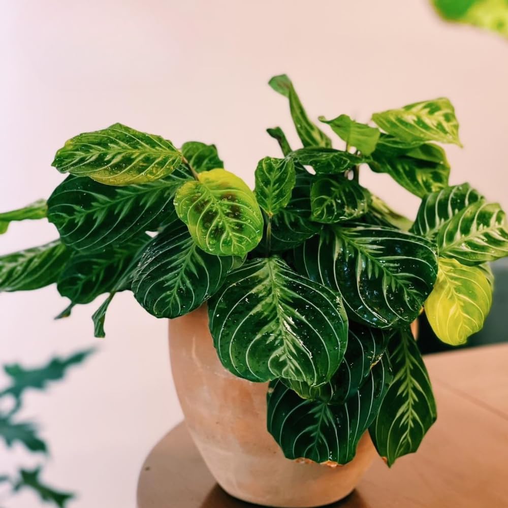 Lemon Lime Maranta Live Plant, 4-6'' Tall, Prayer Plant Live Indoor Plant, Maranta Plants, Rare Houseplant, Ready to Grow