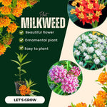 4 Assorted Milkweed Plants Live, Butterfly Milkweed Asclepias Tuberosa, Tropical-Style Blooms for Outdoor Gardens, 4-9" Height, No Pot