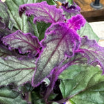 2 Gynura Aurantiaca Purple Passion Velvet Plants Live House Plant, 4-9 Inch Height, Gynura Purple Passion Plant Live