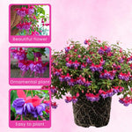 2 Dark Purple Fuchsia Live Plants 4-7'' Tall, Hardy Hanging Basket Flower Plant, Shade Loving Blooming Fuchsia Starter Plants