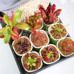 Mix of 6 Pitcher Plant Nepenthes, Green, Red Fly Trap Live Plants, Easy to Grow Tropical Collection, Starter Size, Each Type 2 Plants