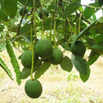 Live Green Avocado Tree Plant in 3 Gallon Pot, Cold Hardy Avocado Tree 2-3 Ft Tall, Ready to Bear Fruits
