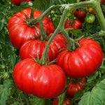 2PPP Beefsteak Tomato Plants Live, Garden Vegetable Plant, 5-8'' Tall