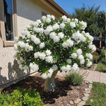 Pack 2 Desert Rose Plants Live, Hardy Adenium Obesum Succulent, Vibrant Blooms for Indoor and Outdoor 4-7 Inch (White)