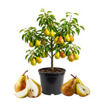 Pear Tree Live Plant, Pear Plant, 10-18 Inc Tall