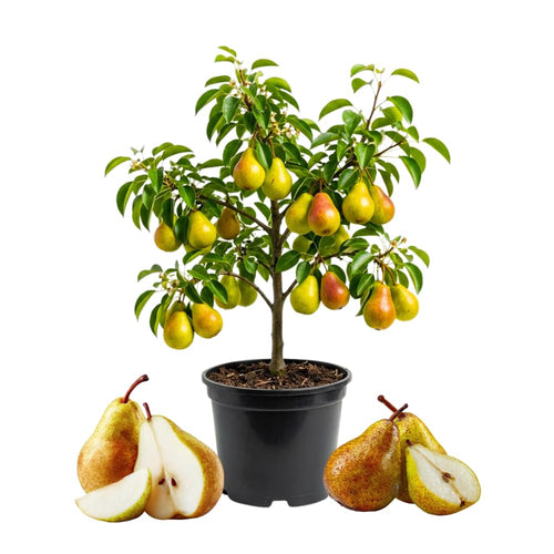 Pear Tree Live Plant, Pear Plant, 10-18 Inc Tall