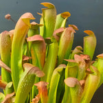 Bat Nepenthes Pitcher Plant Live in Pot, Pond Plant, Exotic Tropical for Indoor Outdoor Décor, Easy to Grow, Rare Variety, 7 Months Old