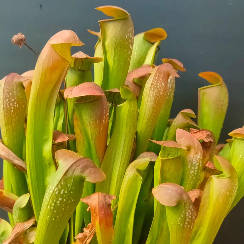 Bat Nepenthes Pitcher Plant Live in Pot, Pond Plant, Exotic Tropical for Indoor Outdoor Décor, Easy to Grow, Rare Variety, 7 Months Old