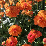 Chrysanthemum Plants Live 4 to 7 Inch Tall, Mums Live Plants, Vibrant Perennial Mum Plant for Planting in Garden (Orange)
