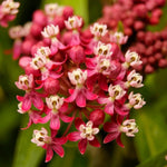 2 Deep Red Milkweed Plants Live, 5-8 Inch Tall, Butterfly Milkweed Asclepias Tuberosa Plant for Perennial Flower