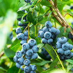 Pack 2 Blueberry Bush Live Plant, Blueberry Plants Live for Planting 5 to 9 Inch Height, Sweet Blueberries Tree Live Plant (Sunshine Blueberry)