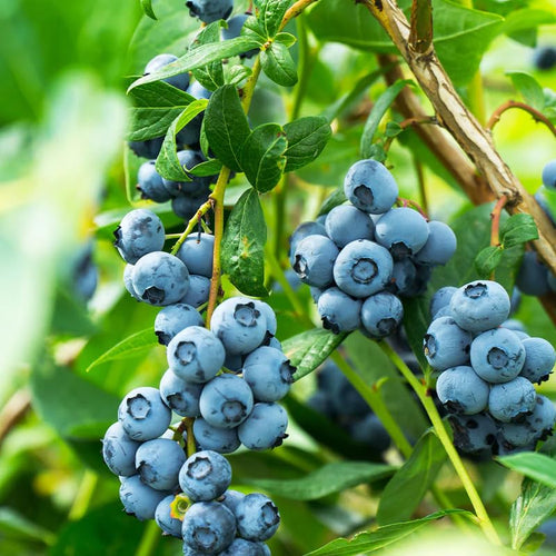 1 Blueberry Bush Live Plant 5 to 9 Inch Tall, Blueberry Plant Live for Planting, Sweet Blueberries Fruit Tree Live Plant (Sunshine Blueberry)