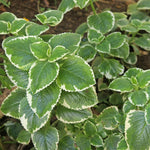 3 Cuban Oregano Plants Live, Fragrant Cuban Herb Plants Ready to Grow Outdoor Garden 4-7 Inch Tall - Variegated Cuban