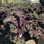 2 Pots Red Kale Plants, 4 Inch Pot Kale Plants Live for Planting Indoor Outdoor Home Garden, Containers, Live Vegetables Plant