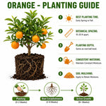 Valencia Orange Tree Live Plant 1.5-2 Ft Tall in 1 Gallon Pot, Citrus Fruit Tree for Patio Containers, Backyard and Indoor Growing
