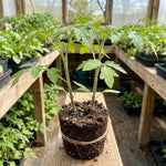 Set 2 Tomato Plants, Black Red Tomato Plants Live for Planting, 4-6 Inc Tall, Live Vegetable Plant for Indoor Outdoor Garden