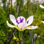 Pack 2 African Iris Plants Live for Outdoor Garden, Full Rooted from 4-6 Inches Tall, African Iris Flower Shrub, Easy Care for Summer Blooms