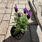Purple Lavender Plant Live, Live Lavender Plants for Outside, Lavandula Starter Plant in 4 Inches Pot, Fragrant Plant for Indoor Outdoor Planting