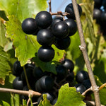 2 Rare Grape Vines Live Plants, Sweet Starter Grapevine from 5 to 8 Inches in Tall, Easy to Grow Indoor Outdoor, No Pot (Black Muscadine)